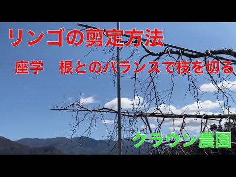 園芸 リンゴと梨の木のトリジェンマ剪定