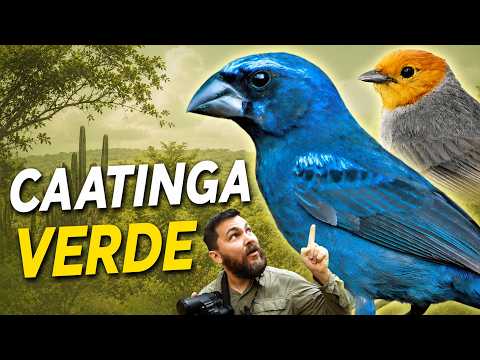 PASSARINHANDO na CAATINGA VERDE | A época das chuvas muda tudo!