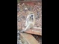 Monkey Chewing Gum Amazing Clip