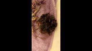 Getting 6 nestling house wrens out of their nest box