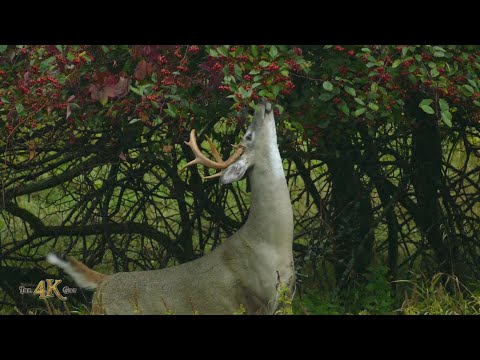 Fall nature 1/6 - One hour of Canada's beautiful autumn foliage and wildlife in 4K