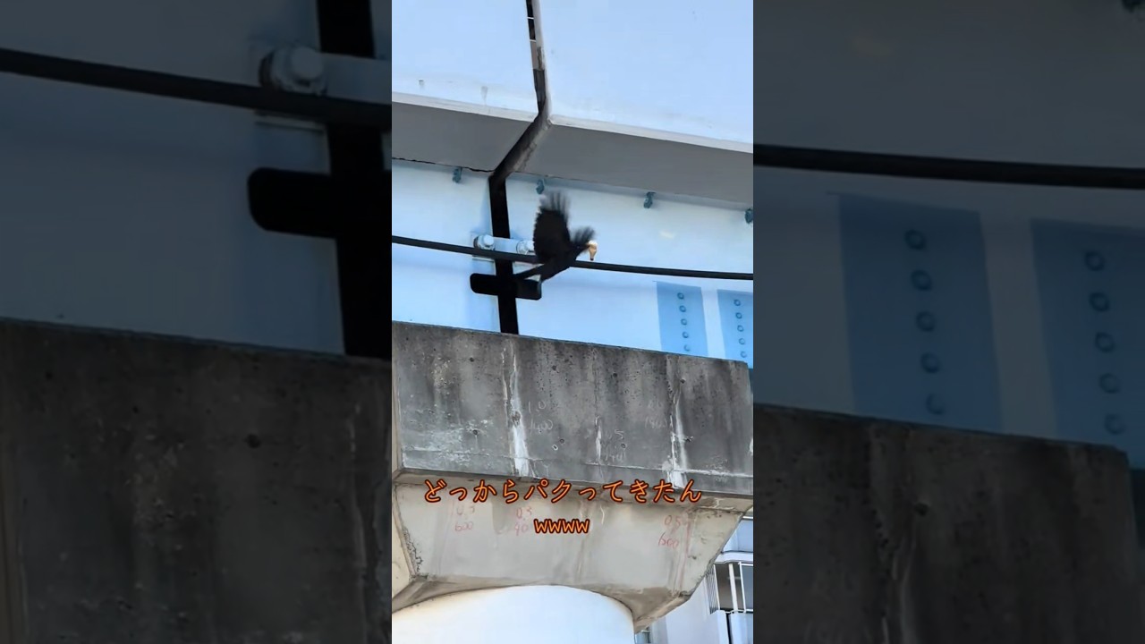 【衝撃の最後】カラスってこのデカさの物いけるんやwwww #Shorts #おすすめ #ショート動画 #カラス #おもしろ