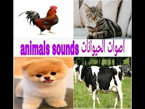 اصوات و اسماء الحياوانات بالانجليزية/sounds and names of animals