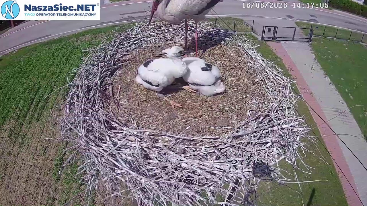 Live webcam view of Nido de Cigüeña Blanca en Skrzeszowice