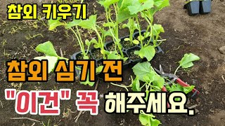 텃밭농사 참외모종 심기전 꼭 해야할일 참외 순지르기 순막기 순치는방법 참외키우기