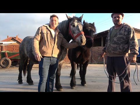 Caii lui Ovidiu de la Bucovat, Timis - 2023 Nou!!!