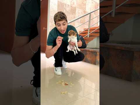 Mi perrito🐶 parece una aspiradora !! ❤️. #pets #love #dog