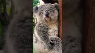 Download lagu koala bear 😉 #shorts #youtubeshorts #shortsfeed #animalshorts mp3