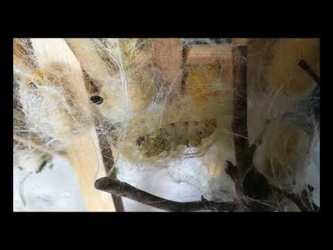 Seidenraupen erstellen Kokon