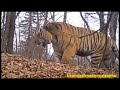 Impressive, this is a big male Amur tiger.
