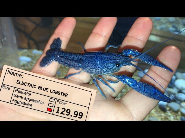 Extremely RARE ELECTRIC Blue LOBSTER For My NEW TANK