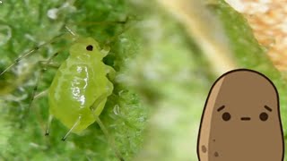 Aphids on a potato leaf