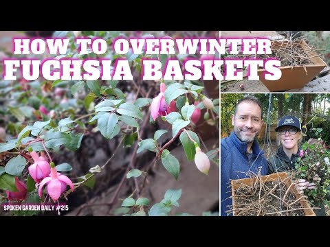 ❄ How to Overwinter Fuchsia Baskets ❄ #fuchsia #overwintering
