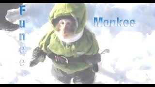 Cover art for funee monkee