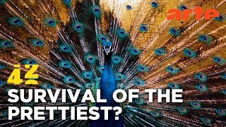 Können Tiere Schönheit empfinden? | 42 - Die Antwort auf fast alles Reupload | ARTE