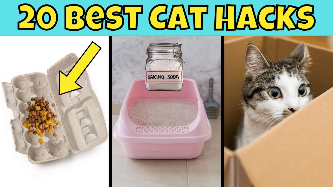 20 Game-Changing Cat Hacks You NEED to Try