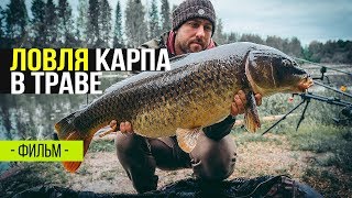 Как поймать крупного карпа на пруду в июне