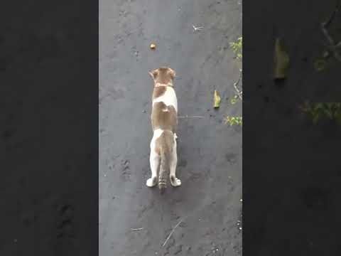 Cat Zeena under attack