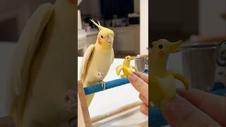 Download lagu If you are Happy and you know it Biu Biu 🥰🎶🦜 #cockatielscraze #birdsinging mp3