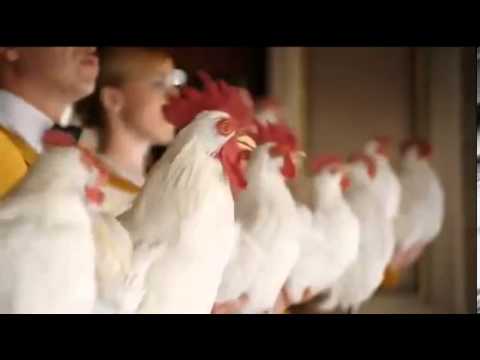 Amazing Foster Farm's chickens sing 'Don't You Want Me '