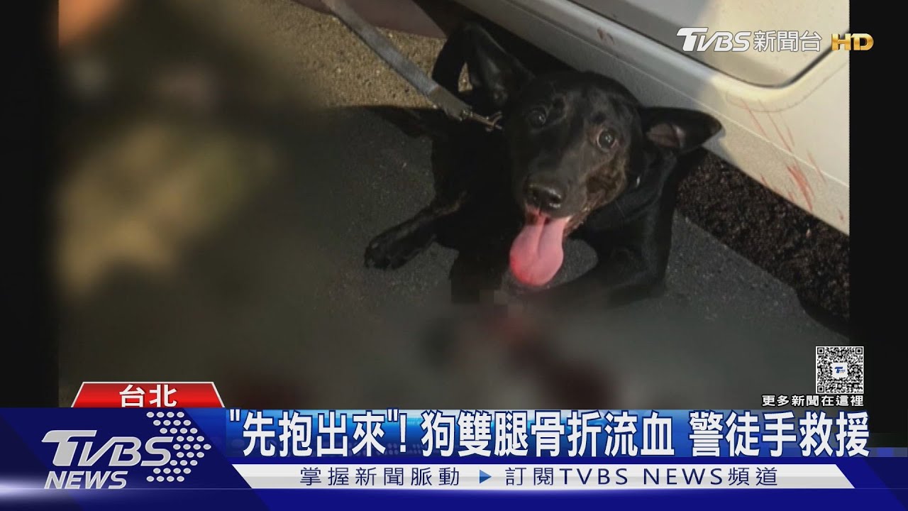 心疼!黑狗遭撞卡車底 員警即刻救援送醫