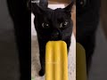Cat Funny Videos Animals Ep 3975
