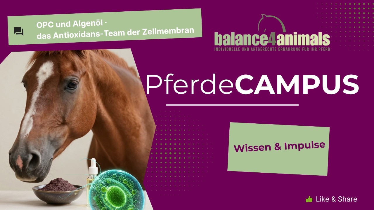 Vorschaubild – OPC und Algenöl – das Antioxidans-Team der Zellmembran – Pferde CAMPUS von balance4animals