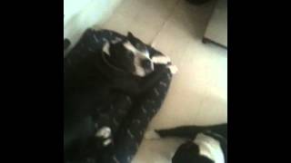 SAMSON W GIRLS:TREATS2 GOOD