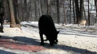 Feeding wolves while in the cage