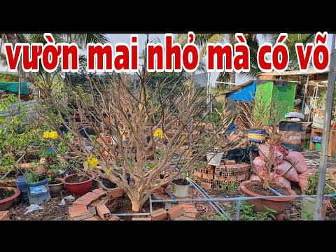 Small garden but has many beautiful flower clusters @BinhloiqueemDUYLINH