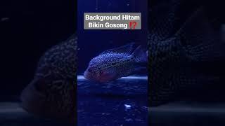 Download lagu AQUARIUM BACKGROUND HITAM BIKIN IKAN LOUHAN GOSONG ⁉️ #shorts mp3 Download lagu AQUARIUM BACKGROUND HITAM BIKIN IKAN LOUHAN GOSONG ⁉️ #shorts mp3