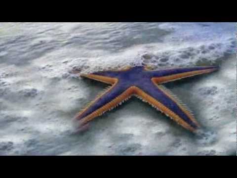 JIM  WOWA  GATSBY   -  FERY TUSA   ( ALWAYS  FOREVER TOGETHER )