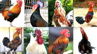 Download lagu Suara Ayam Berkokok | ayam hutan | Ayam Ketawa | Ayam Pelung | Ayam Kapas | Polland | Ayam Kampung mp3