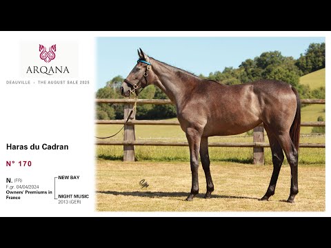 Arqana August sale 2025 - N°170, F. / New Bay, présentée par le Haras Du Cadran
