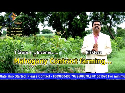 Mahogany Contract Farming 02