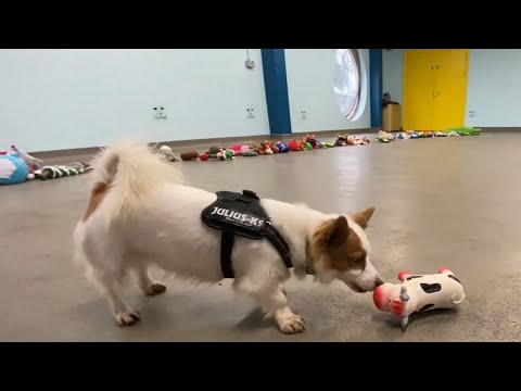 Dogs Pick Out Their Own Christmas Present 2021 - Dogs Trust Ireland
