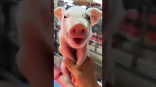 Download lagu BABI KETAWA mp3 Download lagu BABI KETAWA mp3