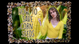 How to Save Corn Seed