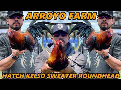 Best Birds Kelso Sweater Hatch Roundhead ARROYO FARM CALIFORNIA - Farm Visit