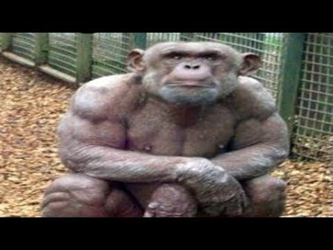 Mankind Playing GOD genetically Modified Super Animals Video