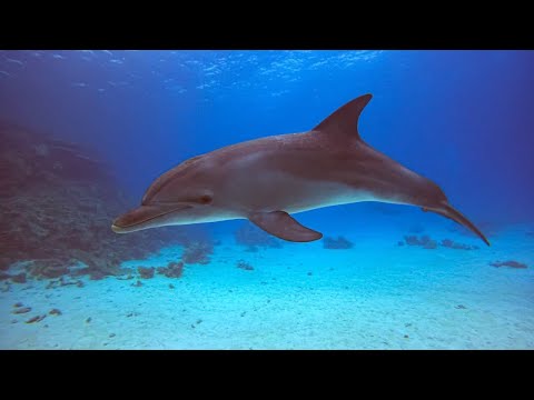 Delfin Haus Hurghada | Ausflüge Hurghada 2023 | Delfine Hautnah in Hurghada.