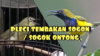 Download lagu PLECI TEMBAKAN SOGON mp3