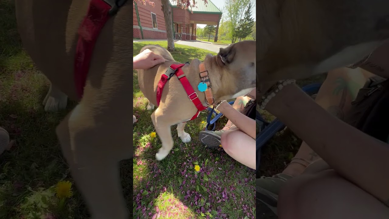 Russell-Goofball! Loves people, good with dogs, chill boy, an adoptable mixed breed in Oshkosh, WI video 6/6
