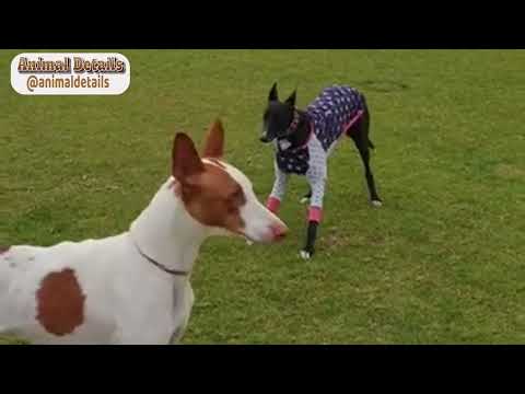 Ibizan Hound Dog Breed - Facts and Personality Traits