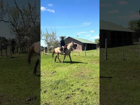 Lote 4E Yegua de andar