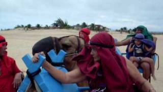 preview picture of video '2010 Abril no Deserto, passeio de Dromedário (camelo de uma corcova)'