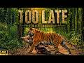 7 Tigers 3 Safaris Deer Kill Wild Tadoba
