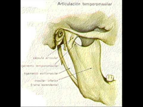 5º Mateusz - Tema 02 El cráneo