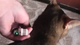 帽子をかぶった猫がおもしろすぎたｗ