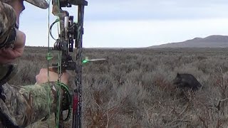Archery Boar Hunt – 5 Pigs Down & Crazy Kill shots!